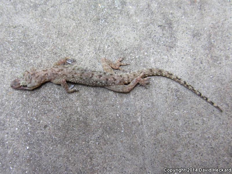 Sri Lankan House Gecko (Hemidactylus parvimaculatus)