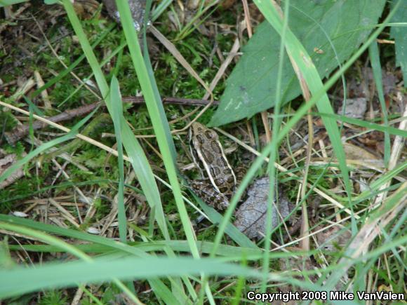 Pickerel Frog (Lithobates palustris)