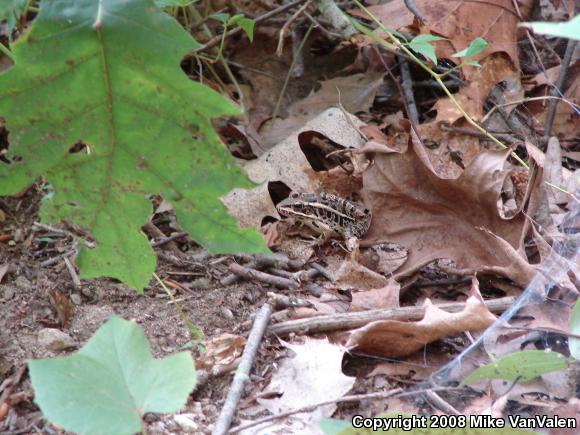 Pickerel Frog (Lithobates palustris)