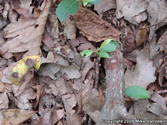 Wood Frog (Lithobates sylvaticus)