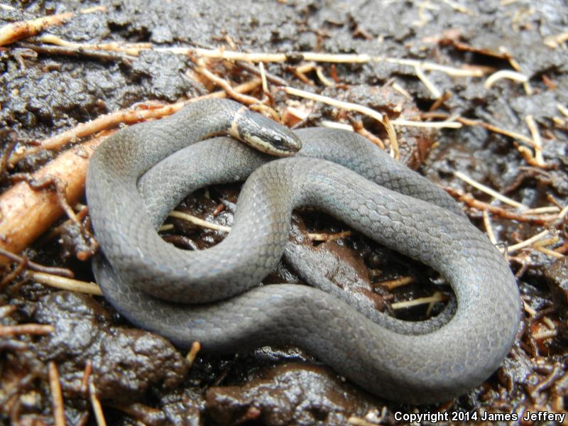 Mississippi Ring-necked Snake (Diadophis punctatus stictogenys)