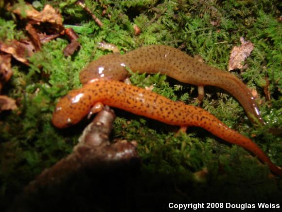 Northern Red Salamander (Pseudotriton ruber ruber)