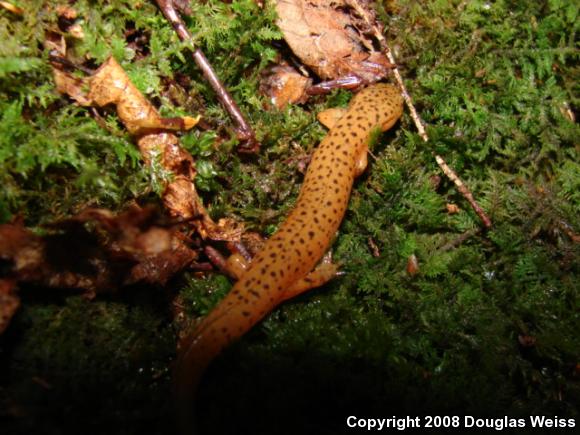 Northern Red Salamander (Pseudotriton ruber ruber)