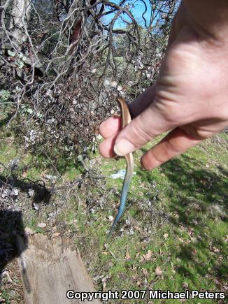 Western Skink (Plestiodon skiltonianus skiltonianus)