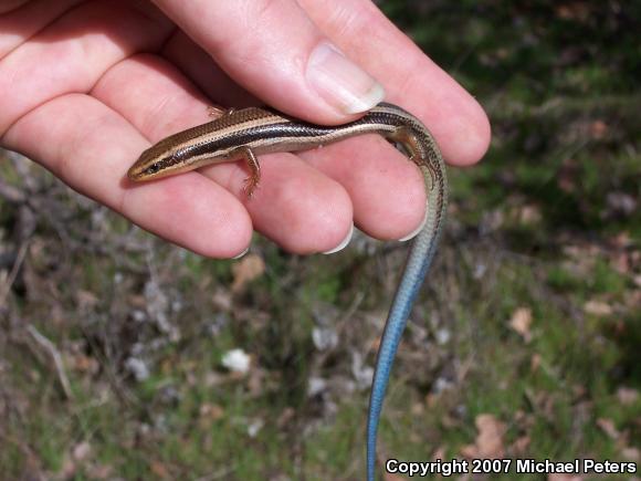 Western Skink (Plestiodon skiltonianus skiltonianus)