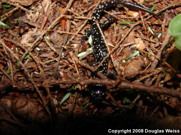 Northern Slimy Salamander (Plethodon glutinosus)