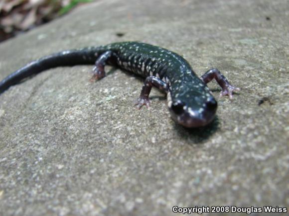 Northern Slimy Salamander (Plethodon glutinosus)