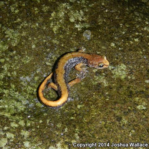 Van Dyke's Salamander (Plethodon vandykei)