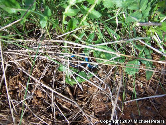 Western Skink (Plestiodon skiltonianus skiltonianus)