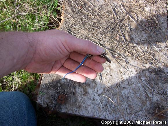 Western Skink (Plestiodon skiltonianus skiltonianus)