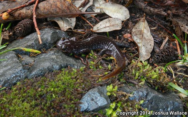 Olympic Torrent Salamander (Rhyacotriton olympicus)