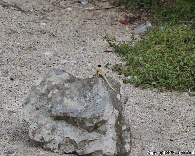 Carmen Island Zebra-tailed Lizard (Callisaurus draconoides carmenensis)