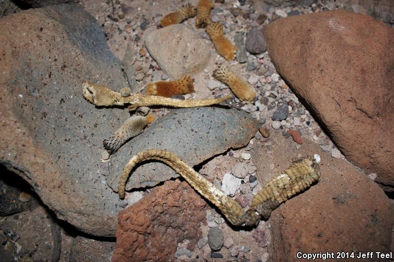 Spiny Chuckwalla (Sauromalus hispidus)