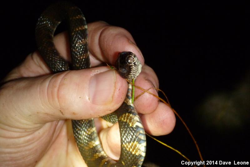 Carolina Watersnake (Nerodia sipedon williamengelsi)