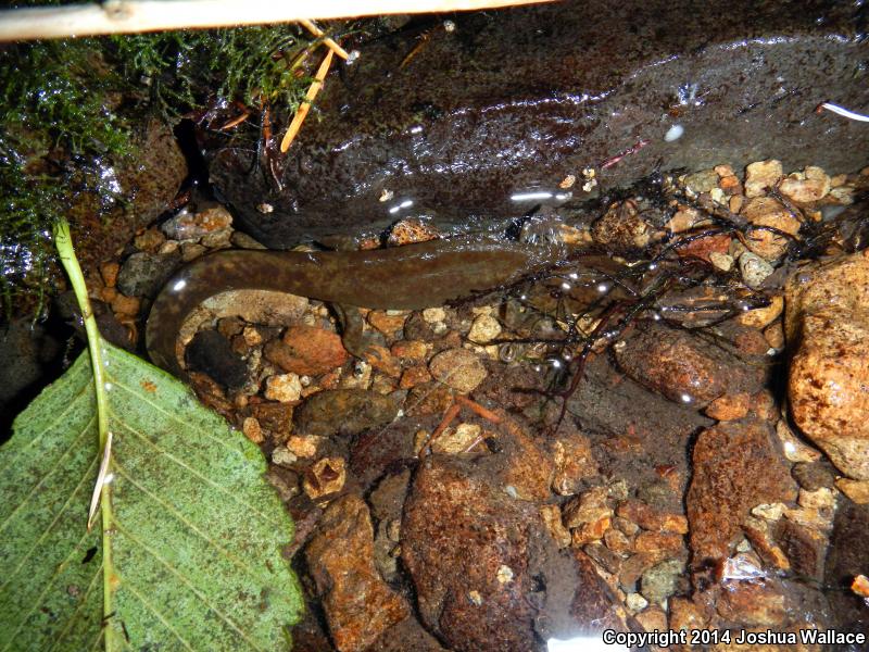 Cope's Giant Salamander (Dicamptodon copei)