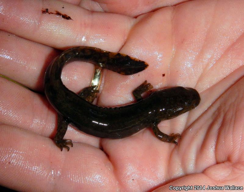 Cope's Giant Salamander (Dicamptodon copei)