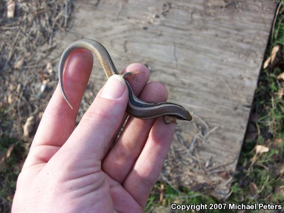 Western Skink (Plestiodon skiltonianus skiltonianus)