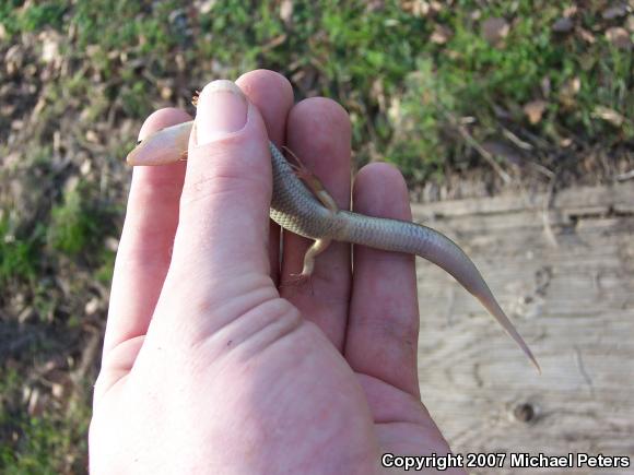 Western Skink (Plestiodon skiltonianus skiltonianus)