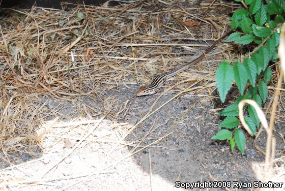 Colorado Checkered Whiptail (Aspidoscelis neotesselata)