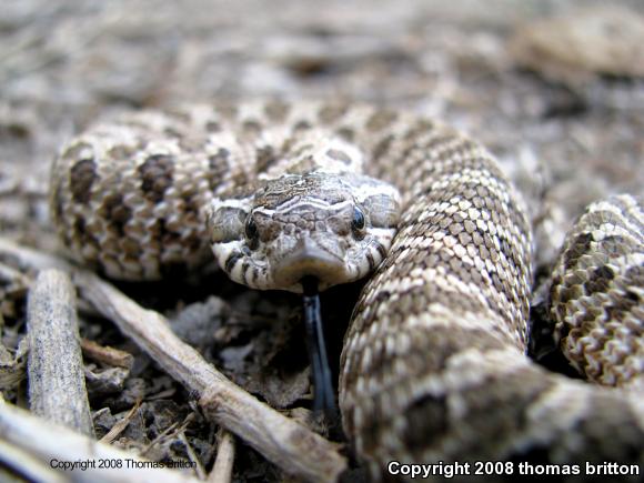 Plains Hognose Snake (Heterodon nasicus nasicus)