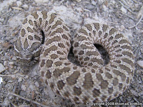 Plains Hognose Snake (Heterodon nasicus nasicus)