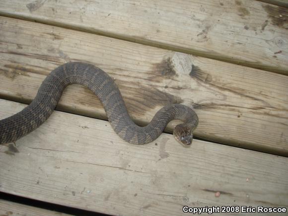 Northern Watersnake (Nerodia sipedon sipedon)