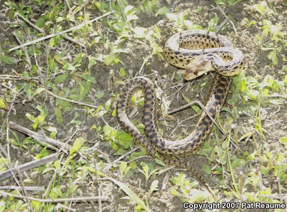 San Diego Gopher Snake (Pituophis catenifer annectens)