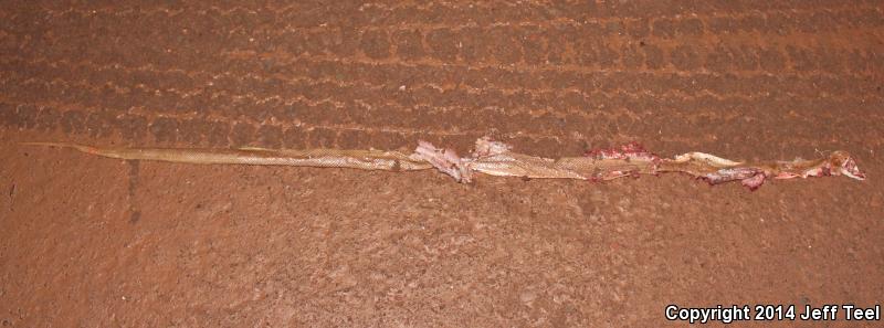 Baja California Rat Snake (Bogertophis rosaliae)