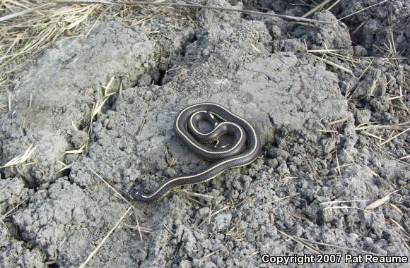 California Kingsnake (Lampropeltis getula californiae)