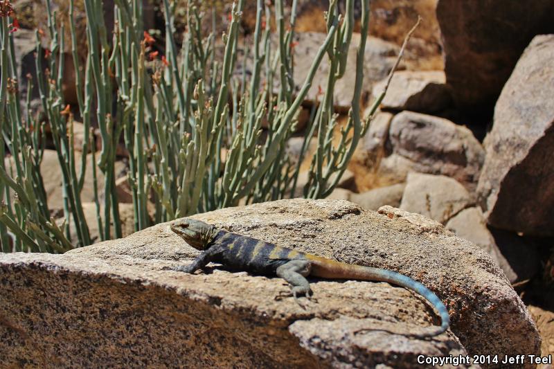Short-nosed Rock Lizard (Petrosaurus repens)