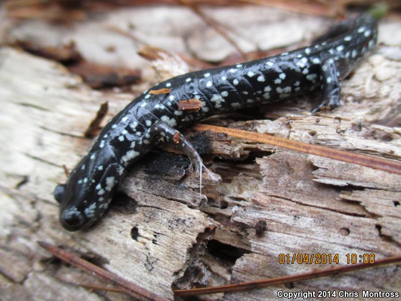 Ocmulgee Slimy Salamander (Plethodon ocmulgee)