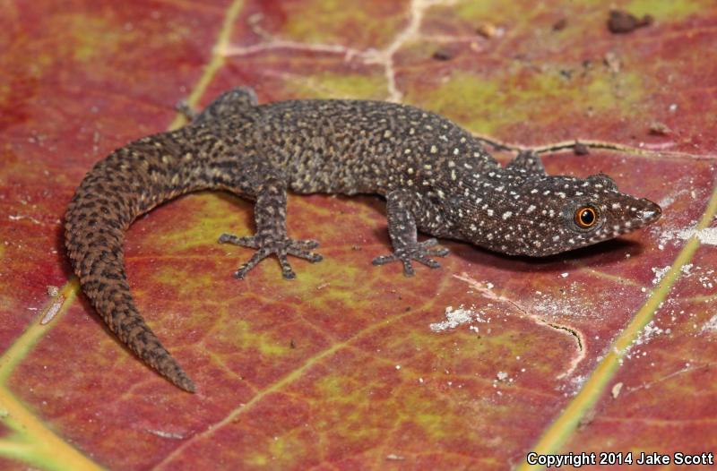 Common Ocellated Gecko (Sphaerodactylus argus argus)