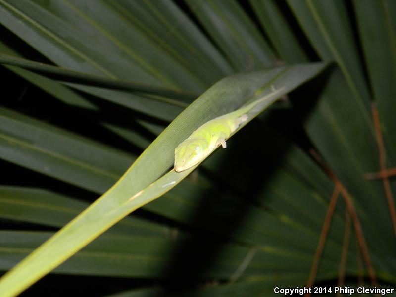 Southern Green Anole (Anolis carolinensis seminolus)