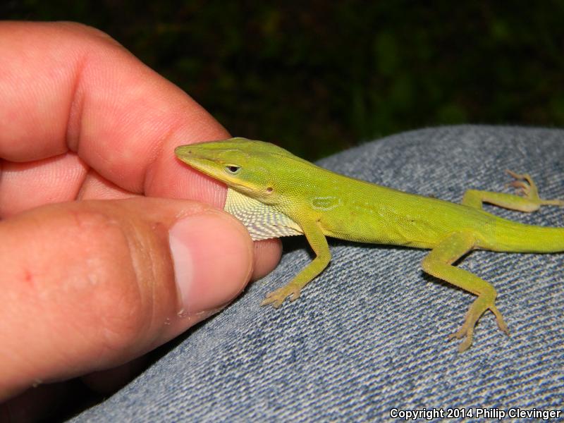 Southern Green Anole (Anolis carolinensis seminolus)