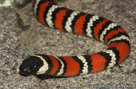 San Diego Mountain Kingsnake (Lampropeltis zonata pulchra)