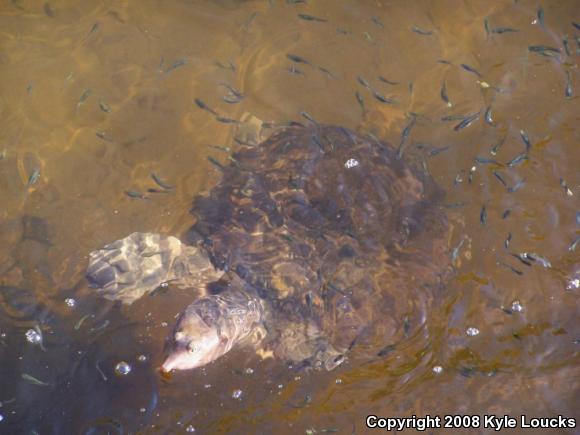 Florida Softshell (Apalone ferox)