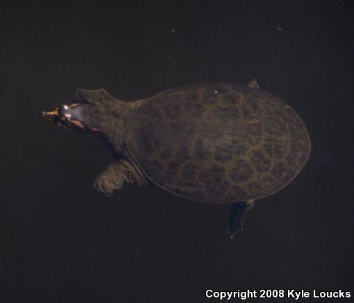 Florida Softshell (Apalone ferox)