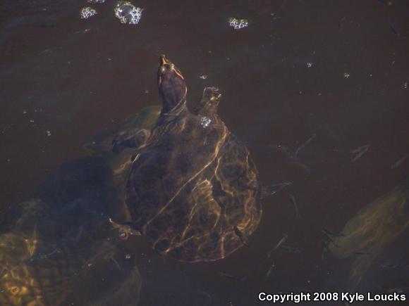 Florida Softshell (Apalone ferox)