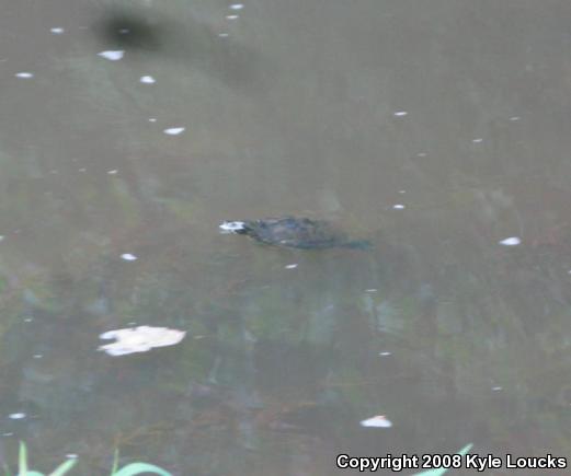 Eastern Painted Turtle (Chrysemys picta picta)