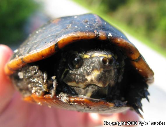 Striped Mud Turtle (Kinosternon baurii)