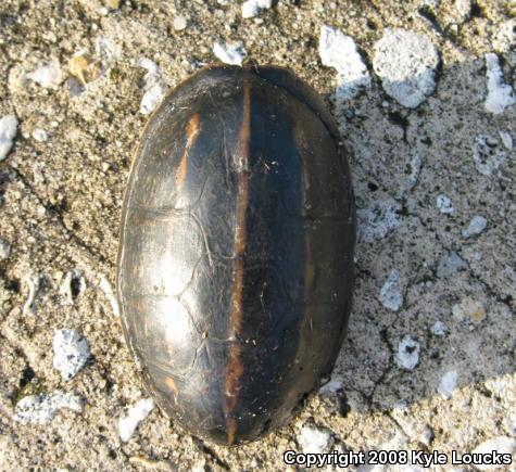 Striped Mud Turtle (Kinosternon baurii)