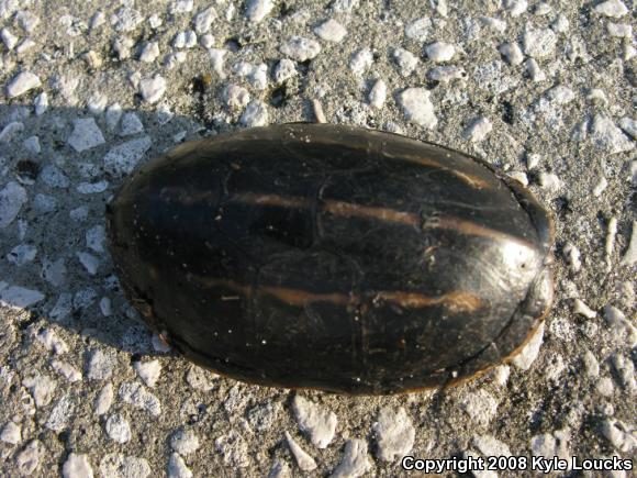 Striped Mud Turtle (Kinosternon baurii)