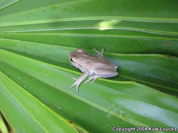 Pine Woods Treefrog (Hyla femoralis)