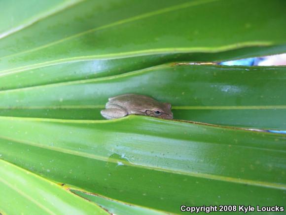 Pine Woods Treefrog (Hyla femoralis)