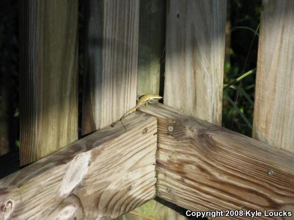 Northern Green Anole (Anolis carolinensis carolinensis)