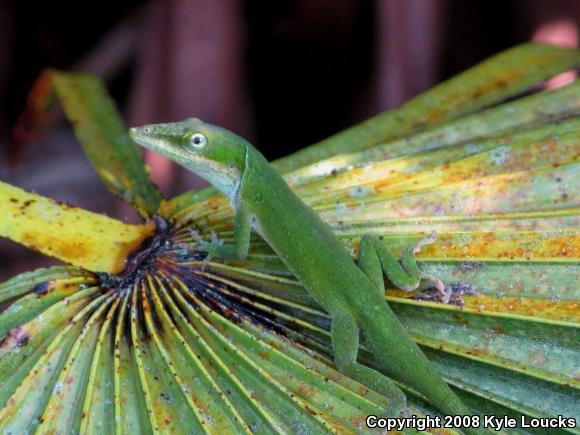 Northern Green Anole (Anolis carolinensis carolinensis)