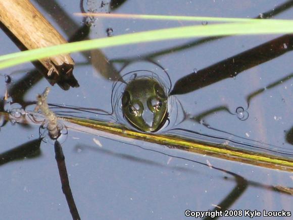 Pig Frog (Lithobates grylio)