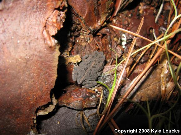 Southern Toad (Anaxyrus terrestris)