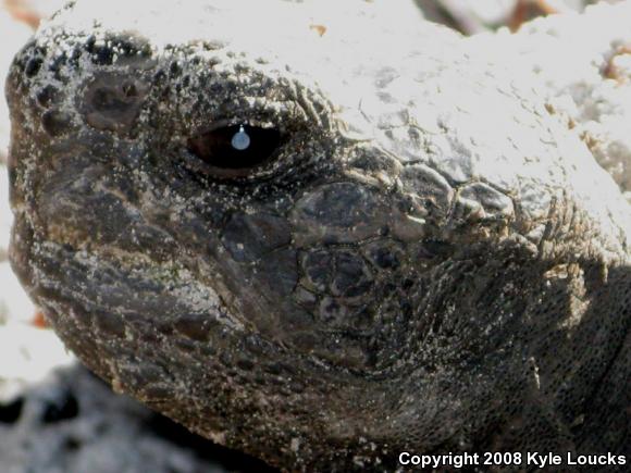 Gopher Tortoise (Gopherus polyphemus)