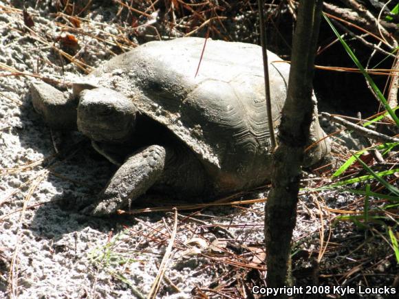 Gopher Tortoise (Gopherus polyphemus)